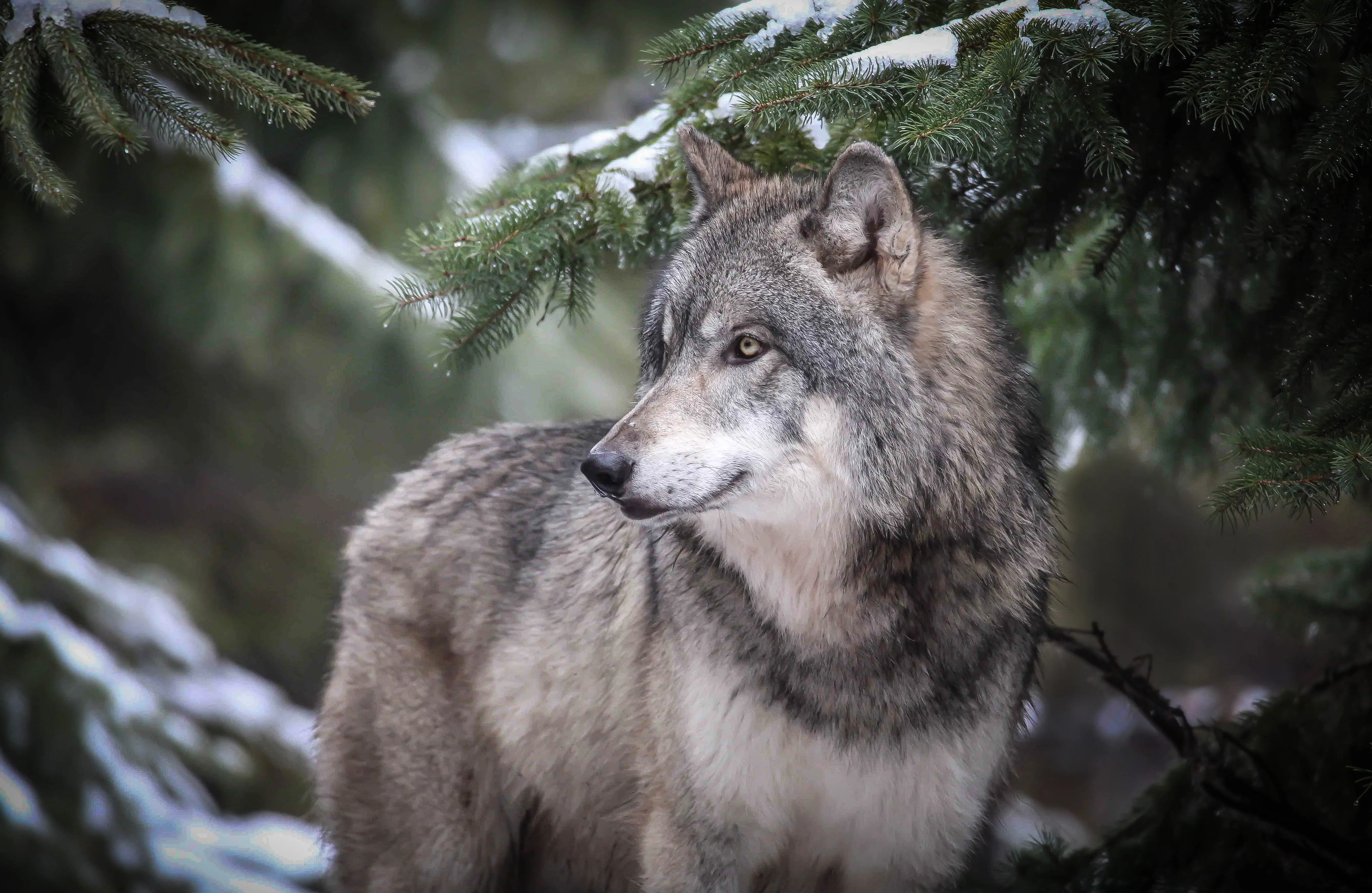 Wolf in Minnesota