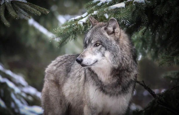 Wolf in Minnesota